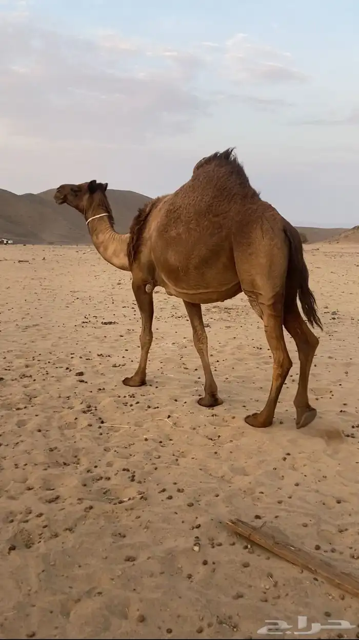 القحه صفرا كفو 2