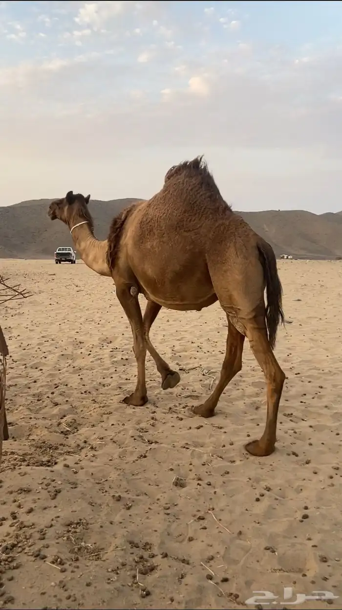 القحه صفرا كفو 4