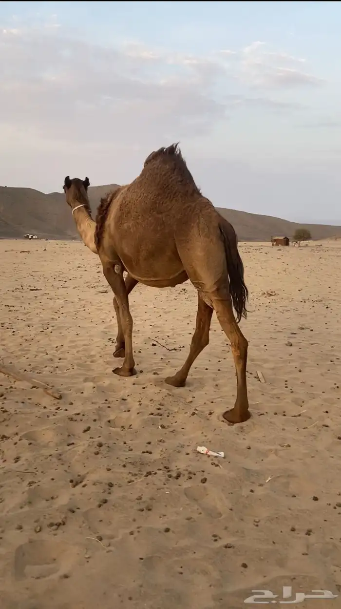 القحه صفرا كفو 3