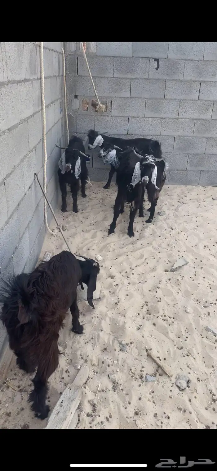 تيوس ذبايح فل 1