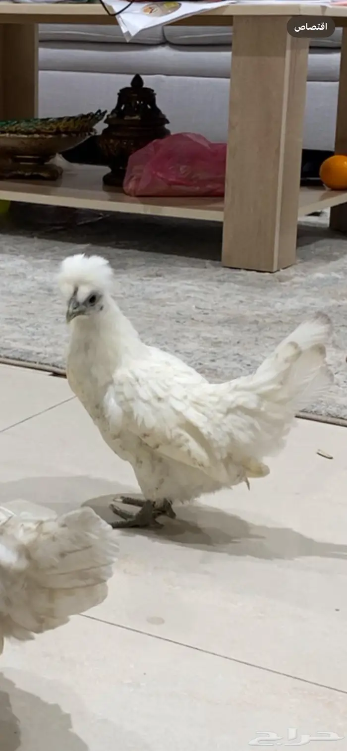 دجاج حباحب 0
