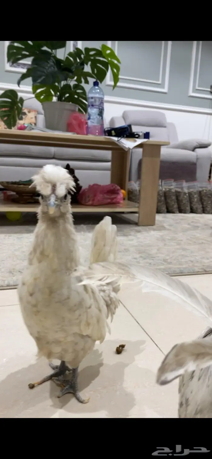 دجاج حباحب 1