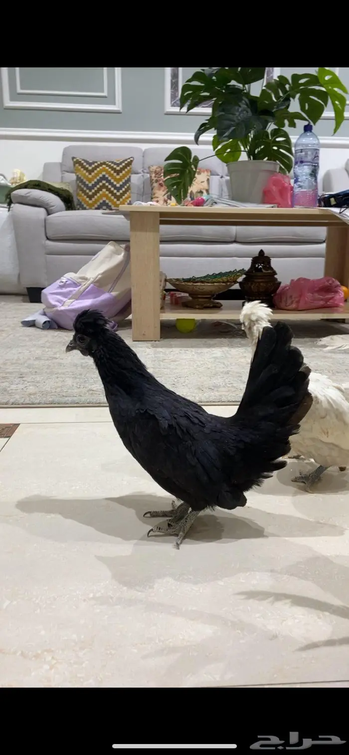 دجاج حباحب 7