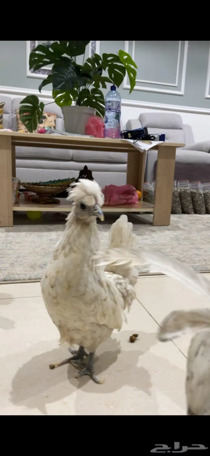 دجاج حباحب 2