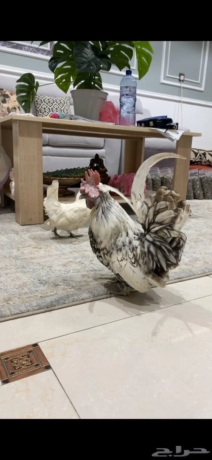دجاج حباحب 4