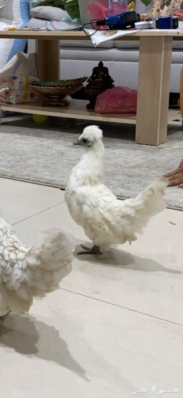دجاج حباحب 6