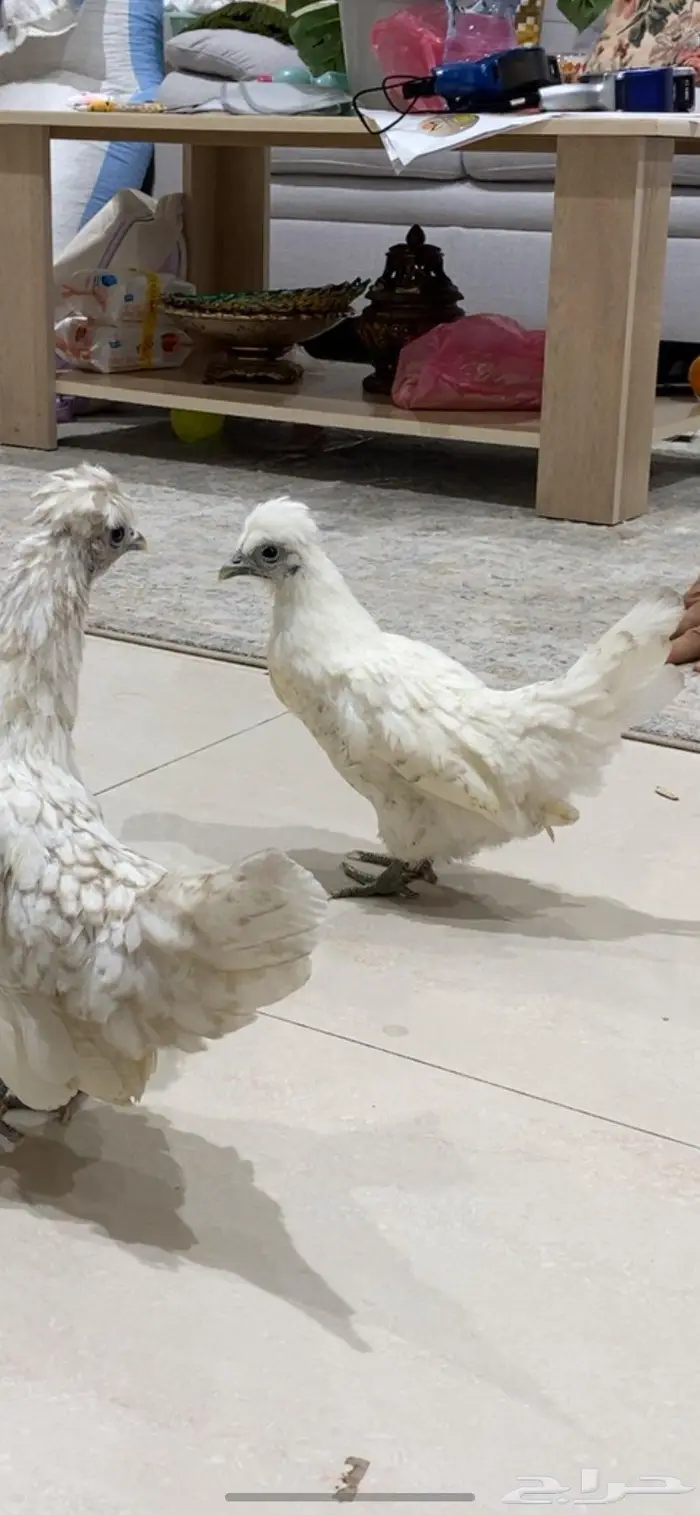دجاج حباحب 5