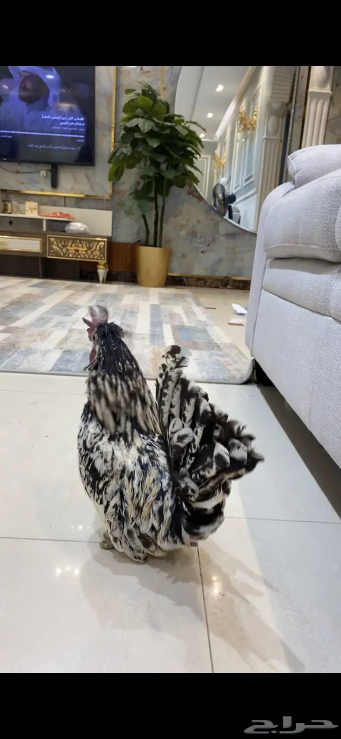 دجاج حباحب 8