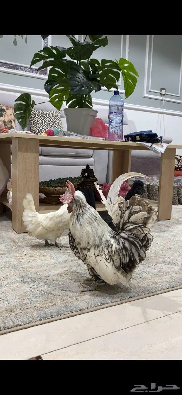 دجاج حباحب 3
