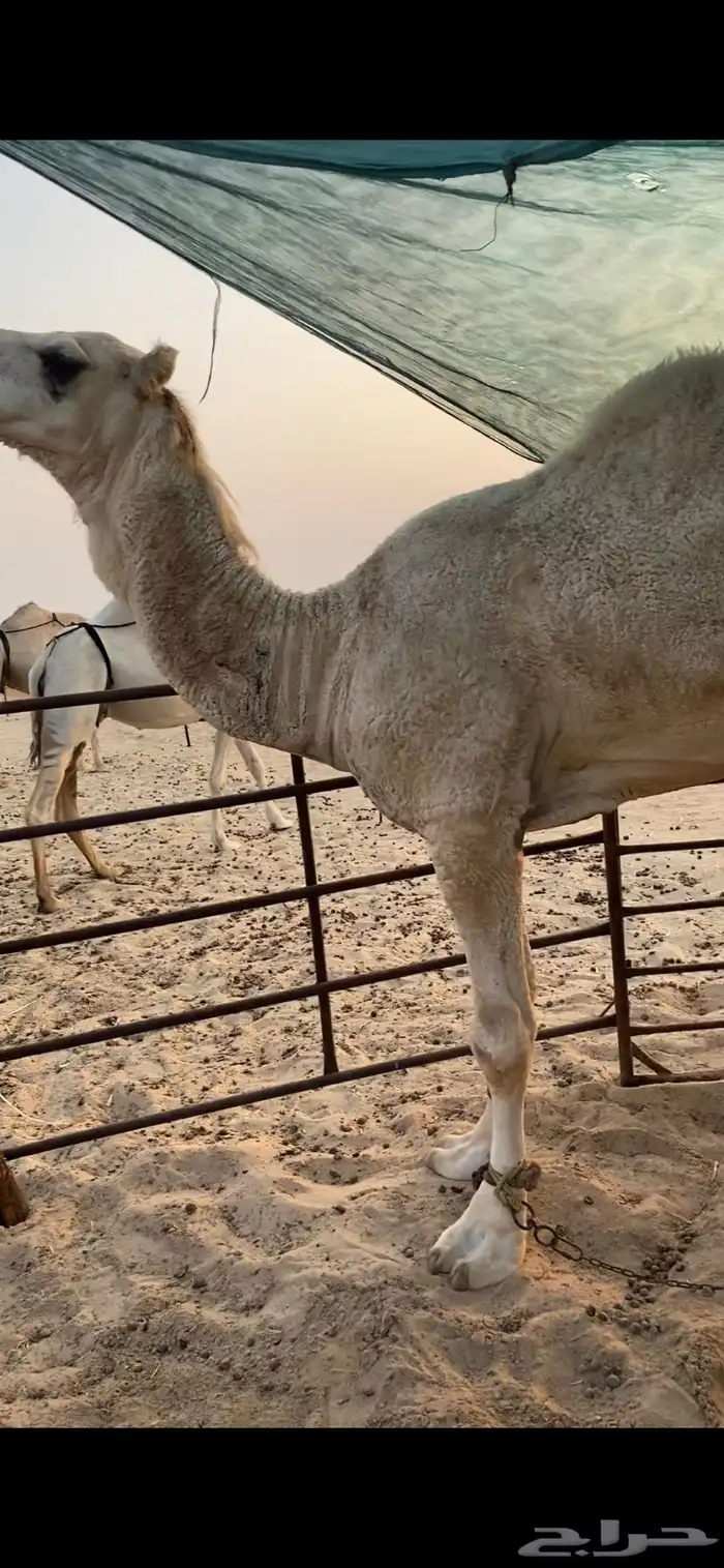 للبيع قعود باتلي لقي 0