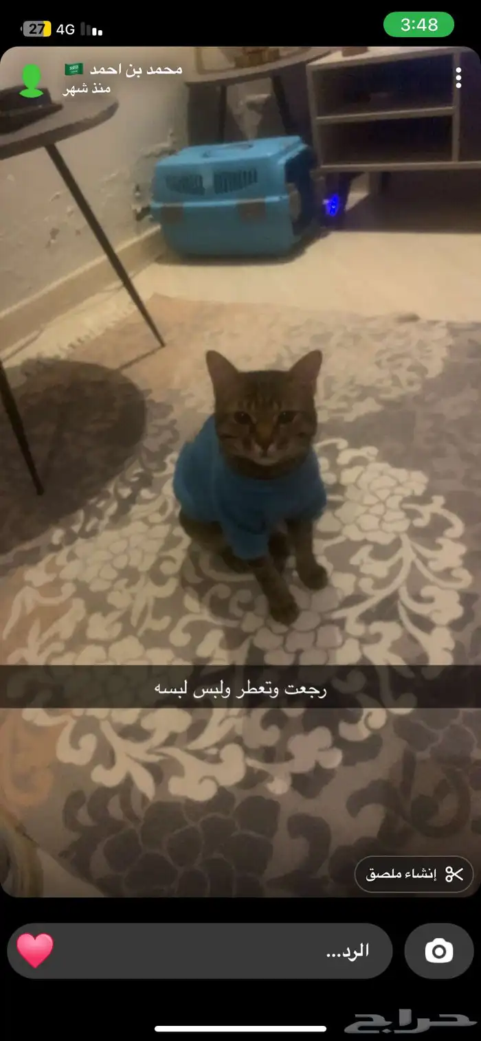 قطط للتبني 1