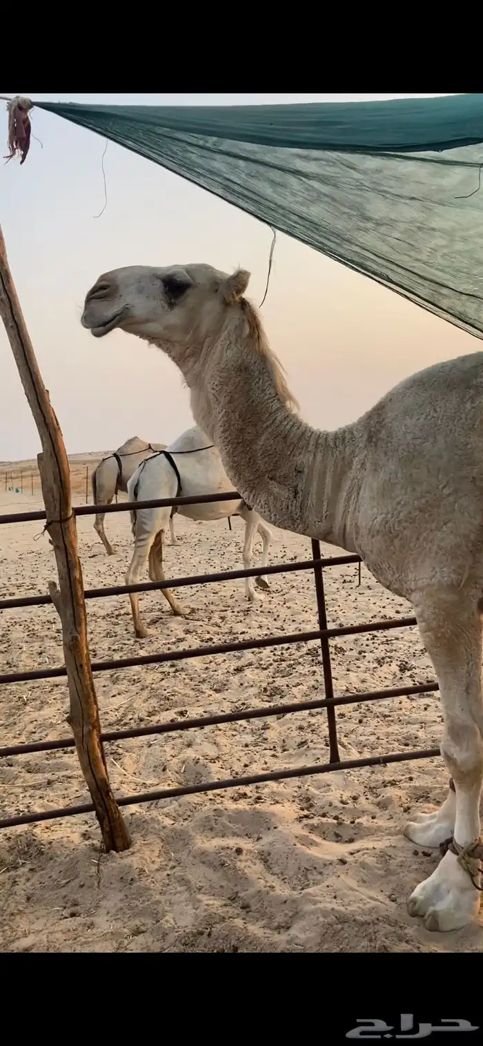 للبيع قعود باتلي سنه لقي 0