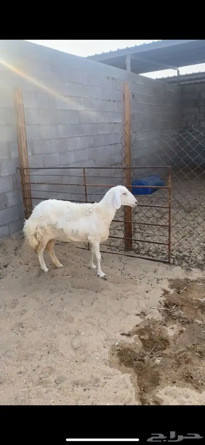 حريه توها طالعه رباعياتها جرمها طيب وشبب وسلم 2