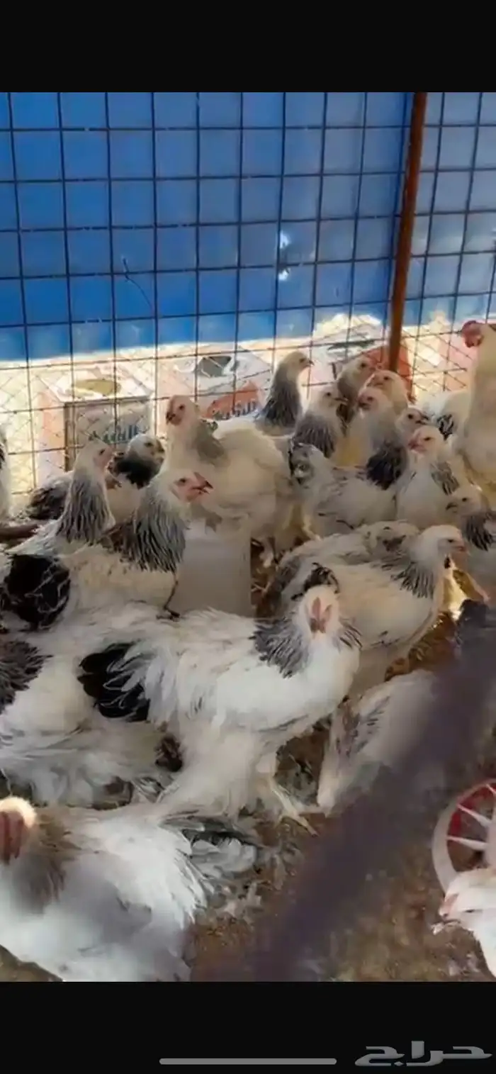 دجاج براهما كولمبي عمر 5 شهور و4 شهور 0