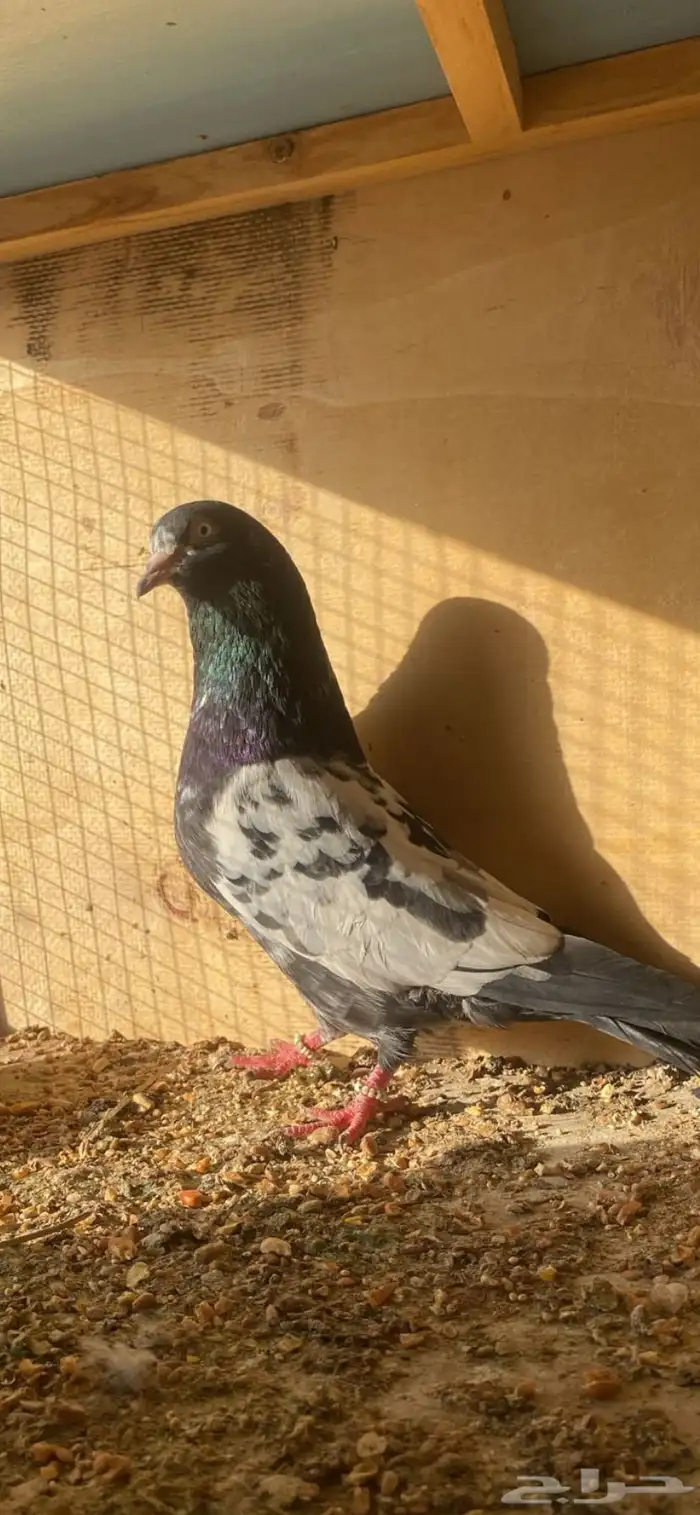 زوج تيدي توب 2