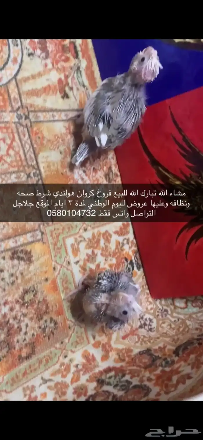 فروخ كروان هولندي 5