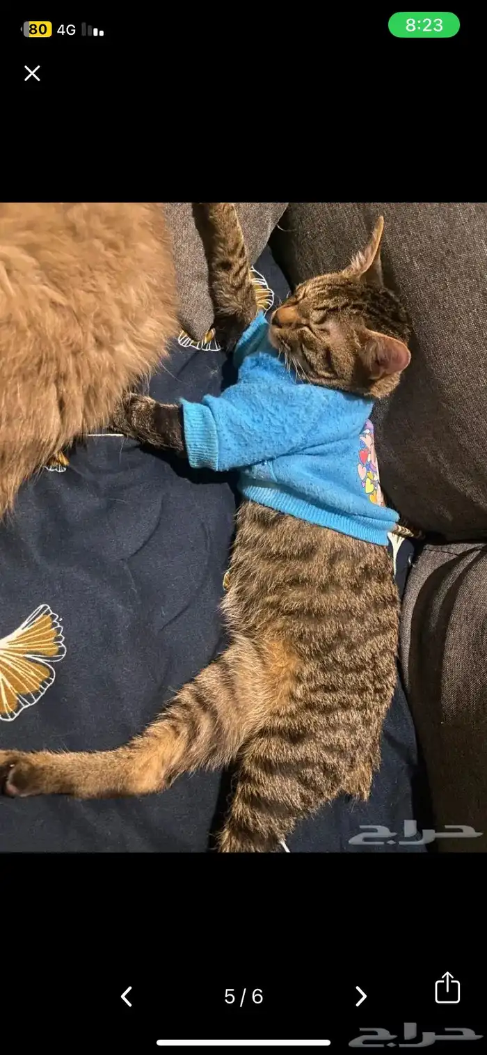 قطط للتبني 21