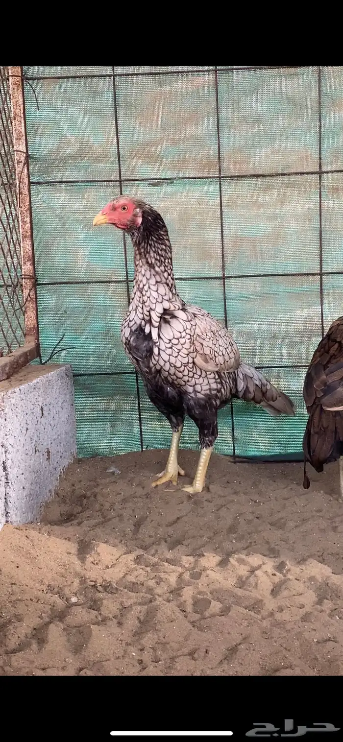 ميوالي 9