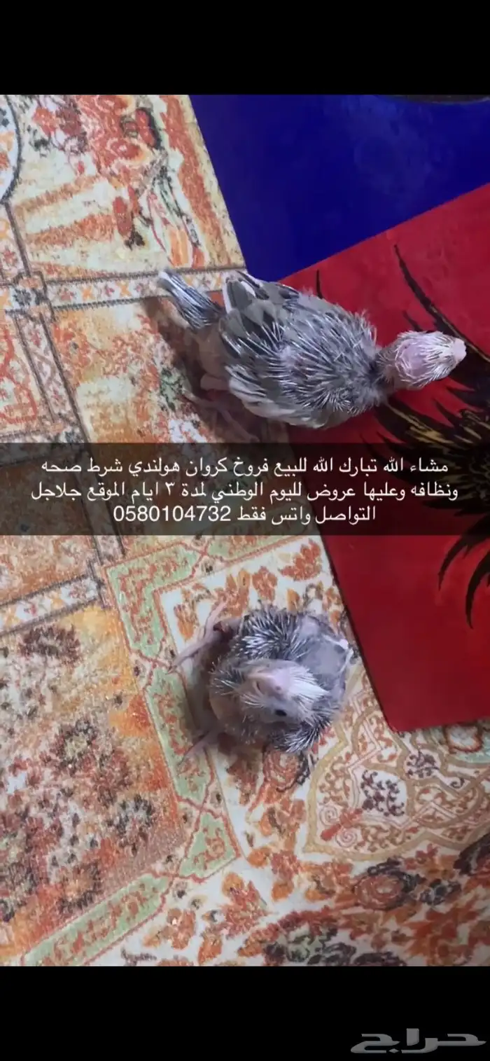 فروخ كروان هولندي 3