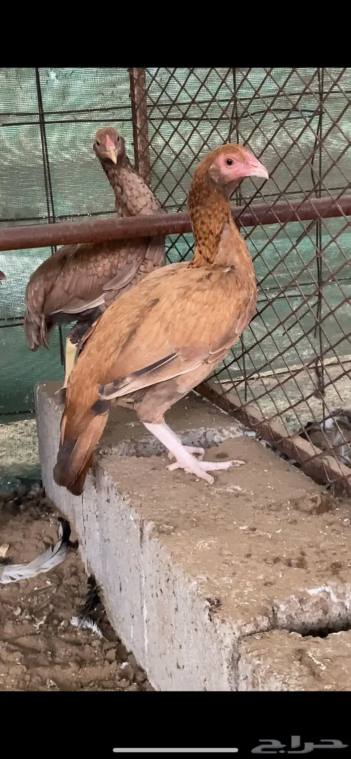 ميوالي 5