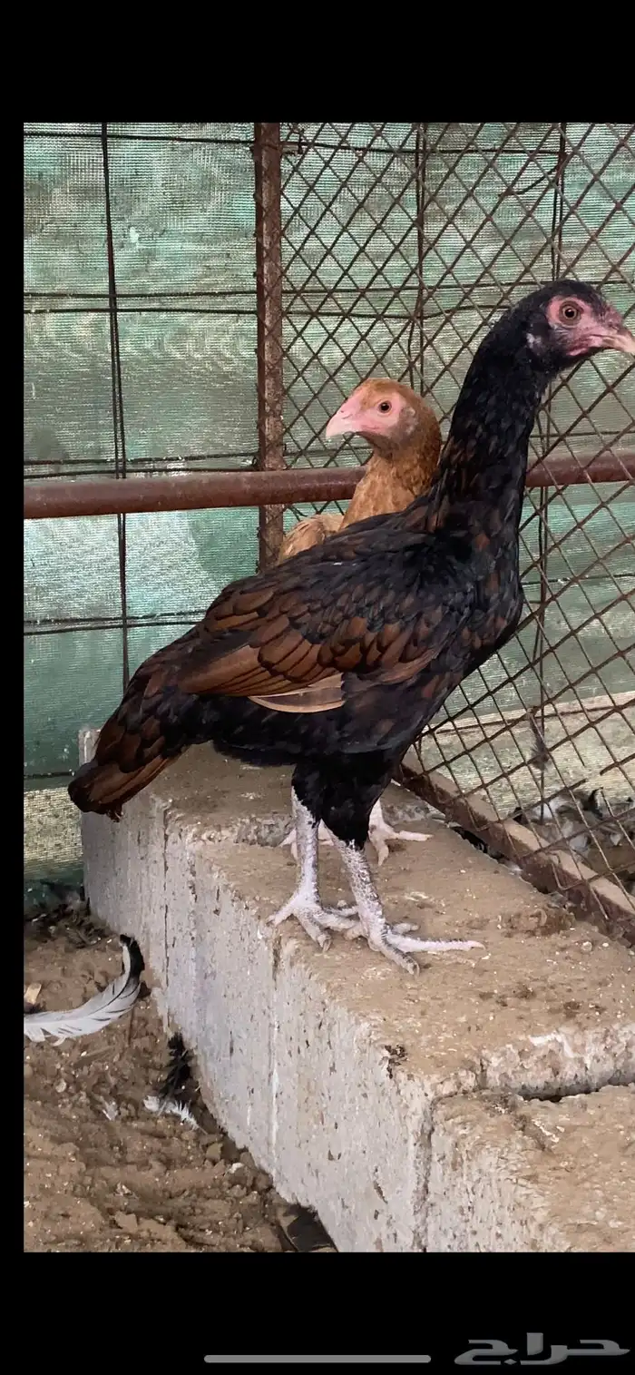 ميوالي 3