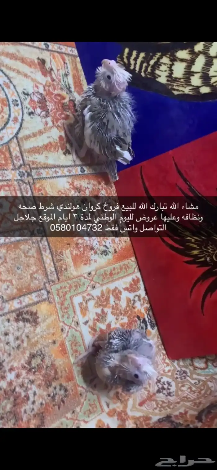 فروخ كروان هولندي 2