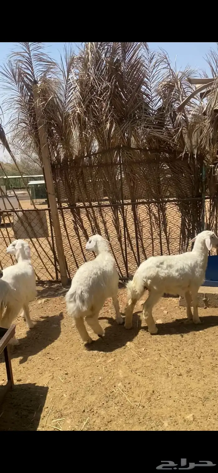 6 رحال حري ومهجن للبيع 3
