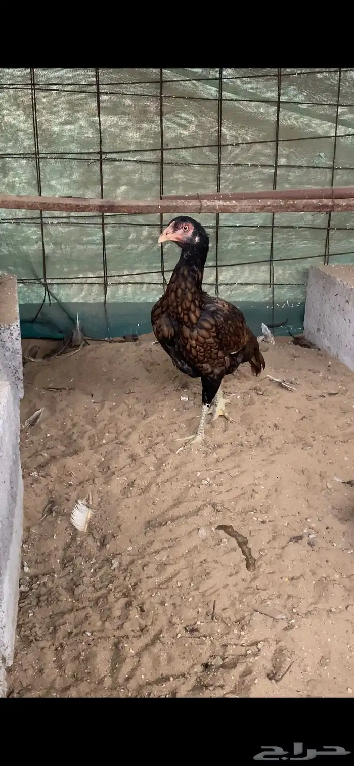 ميوالي 2