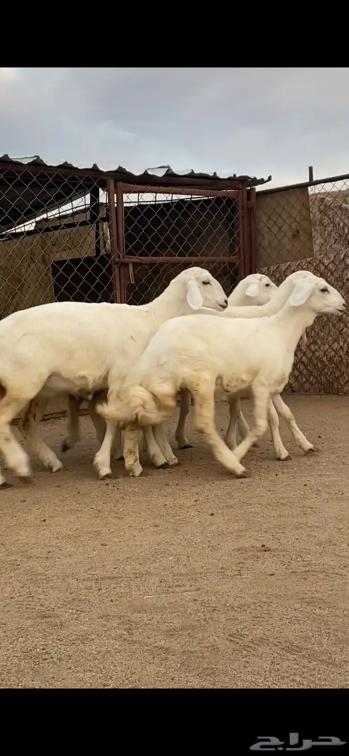 5 رخال صنف الصنف 3