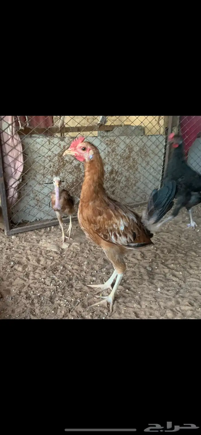 ديكين تركي 0