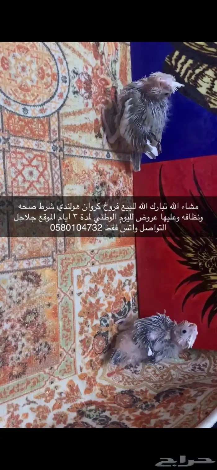 فروخ كروان هولندي 0