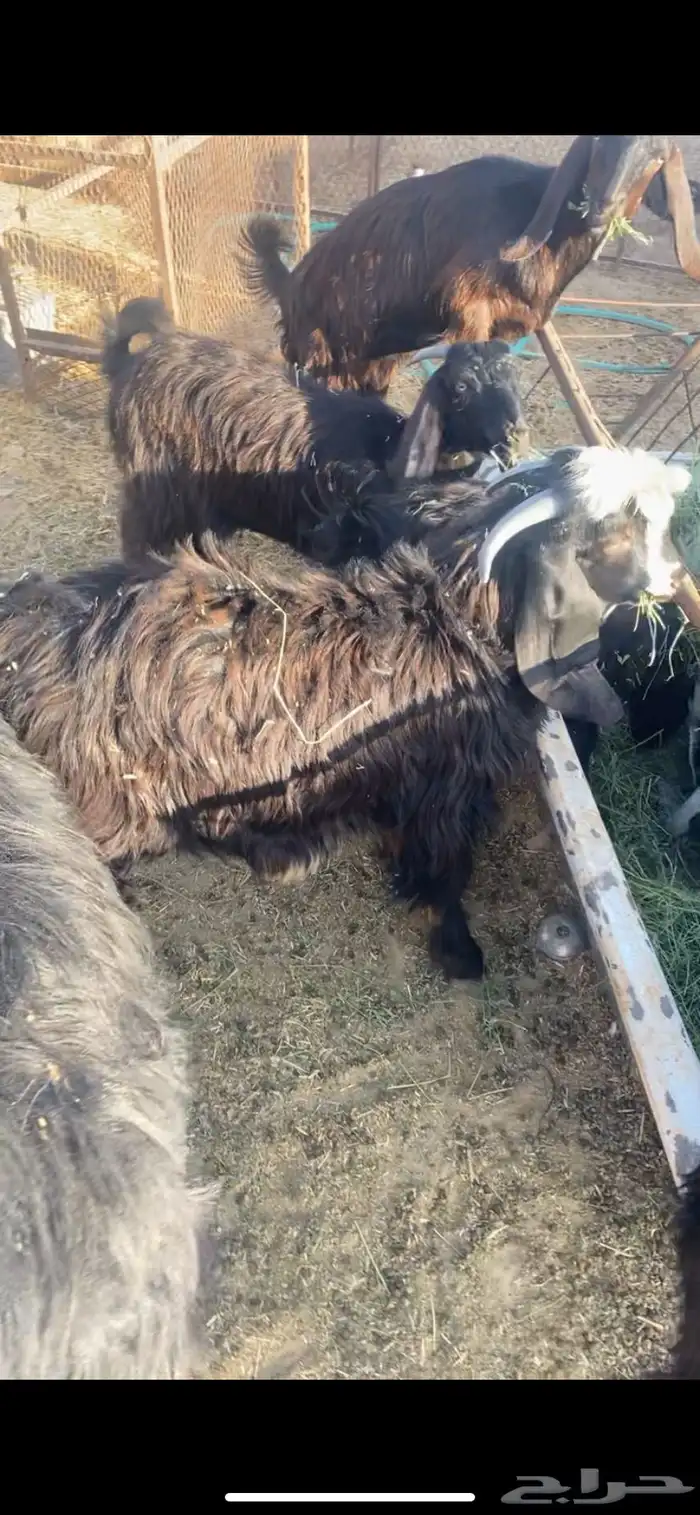 جفار للبيع 0