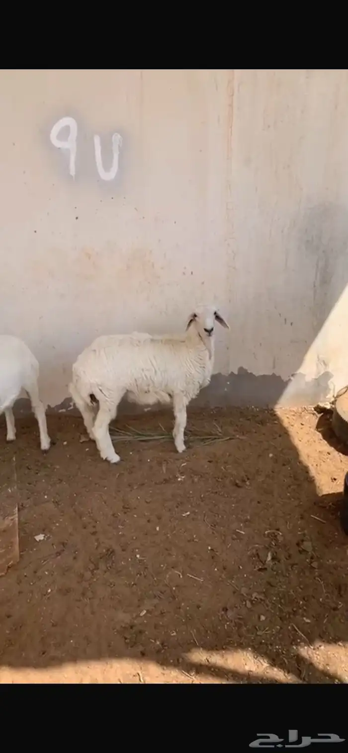 حريات طيبات للبيع 0