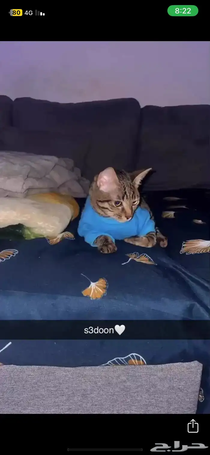 قطط للتبني 19