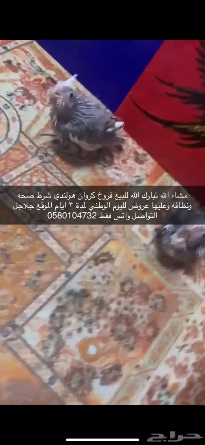 فروخ كروان هولندي 7