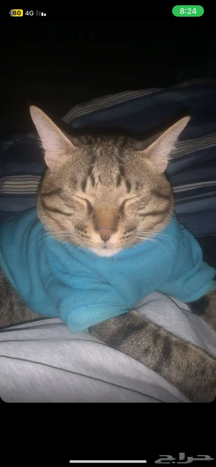 قطط للتبني 20