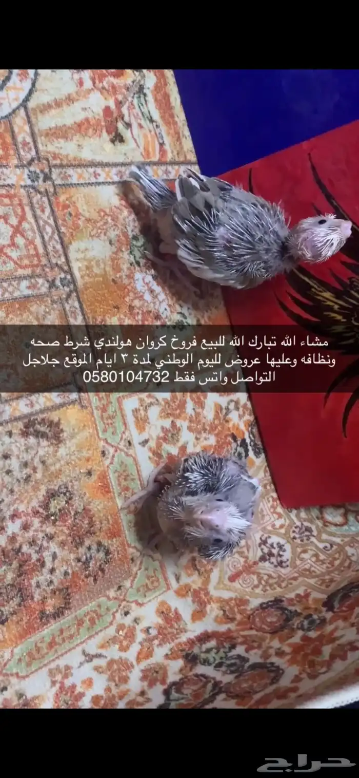 فروخ كروان هولندي 4