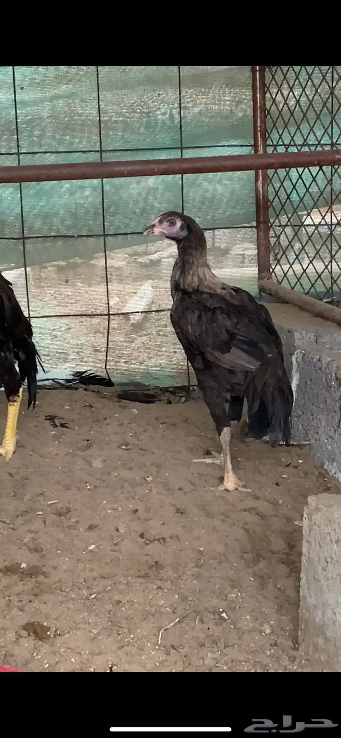 ميوالي 0