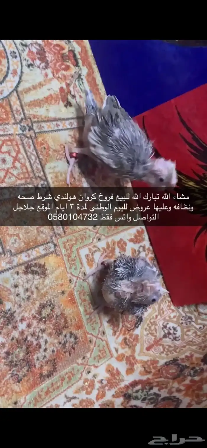 فروخ كروان هولندي 6