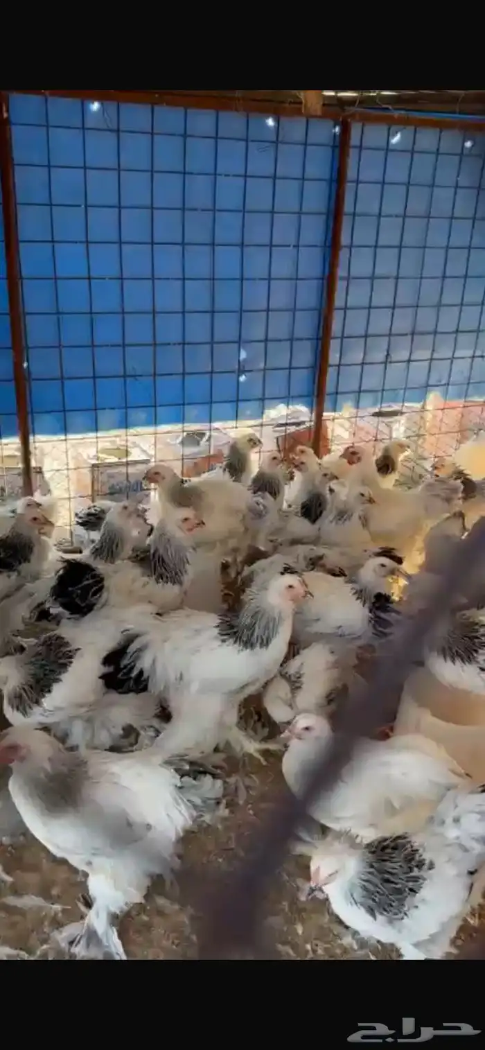 دجاج براهما كولمبي عمر 5 شهور و4 شهور 1