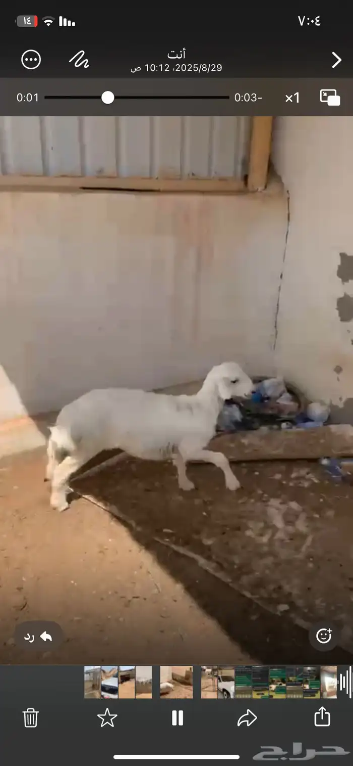 حريات طيبات للبيع 1
