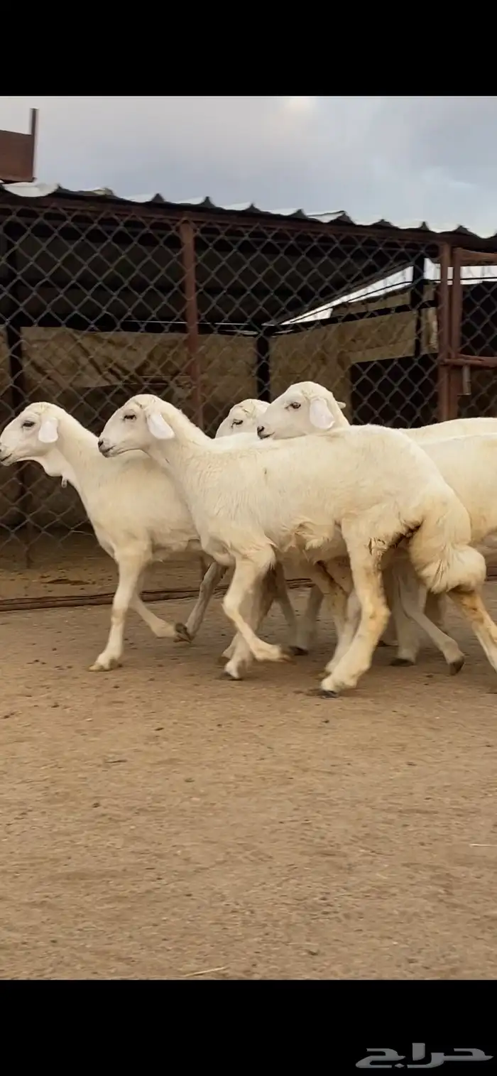 5 رخال صنف الصنف 2