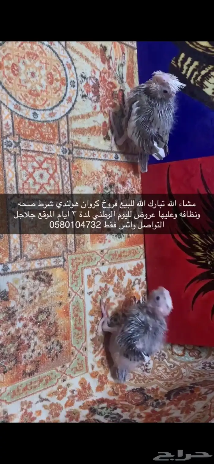 فروخ كروان هولندي 1