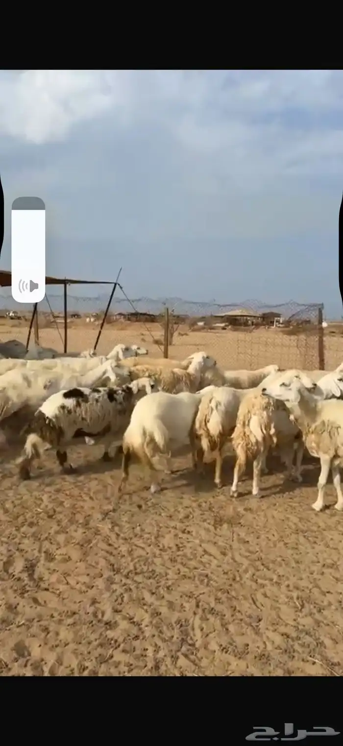 ضان حريه مراح واحد 4