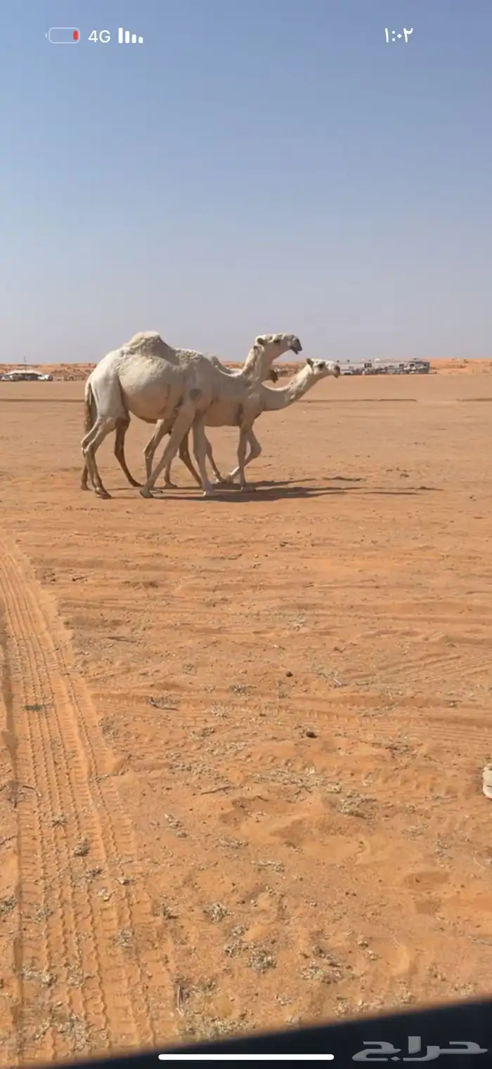 فحول العدد 10 البيع لاعلى سوم 4