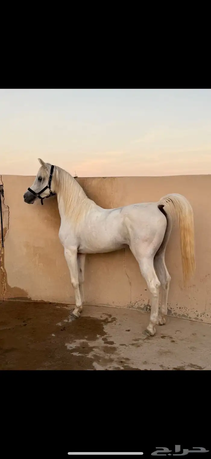حصان واهو 2