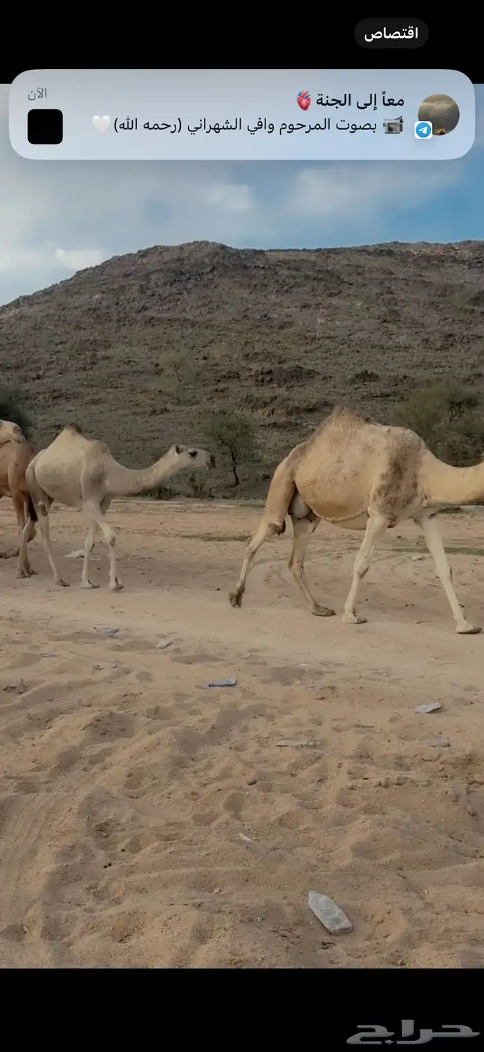 للبيع 10من الابل 1