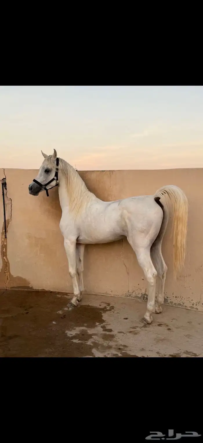 حصان واهو 1