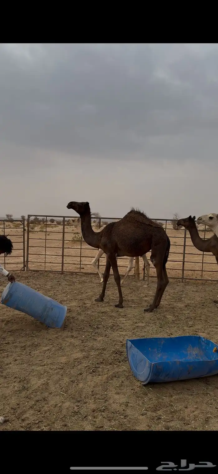 بكره مفروده للبيع 1