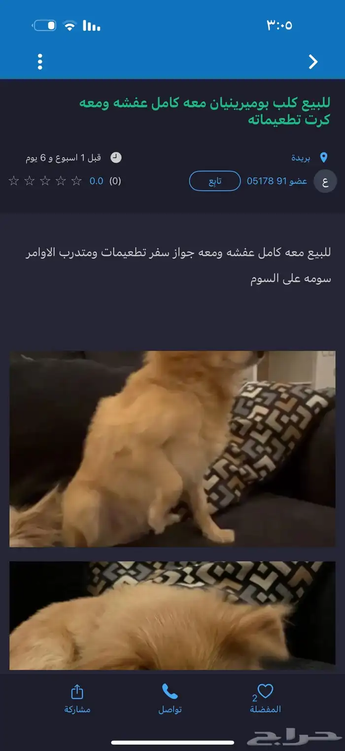 كلب 0